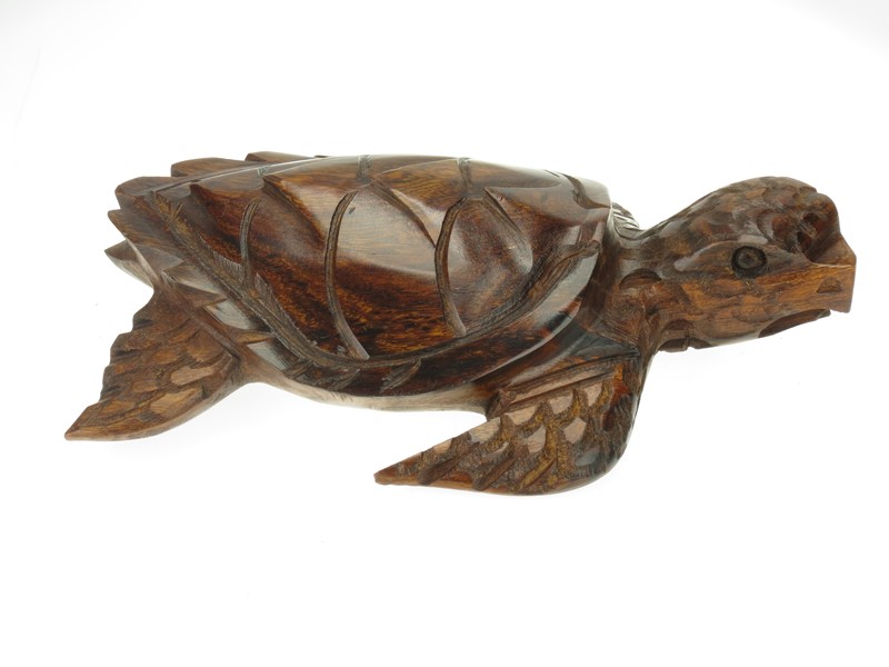 Sea Turtle, Detailed