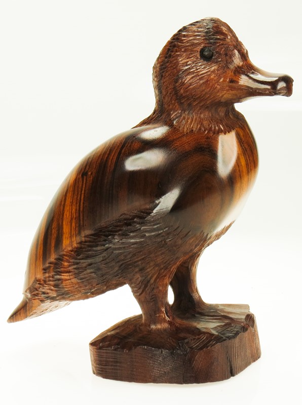 Duck standing