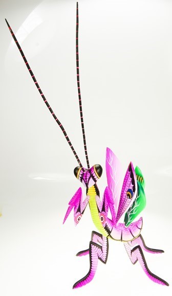 Praying Mantis